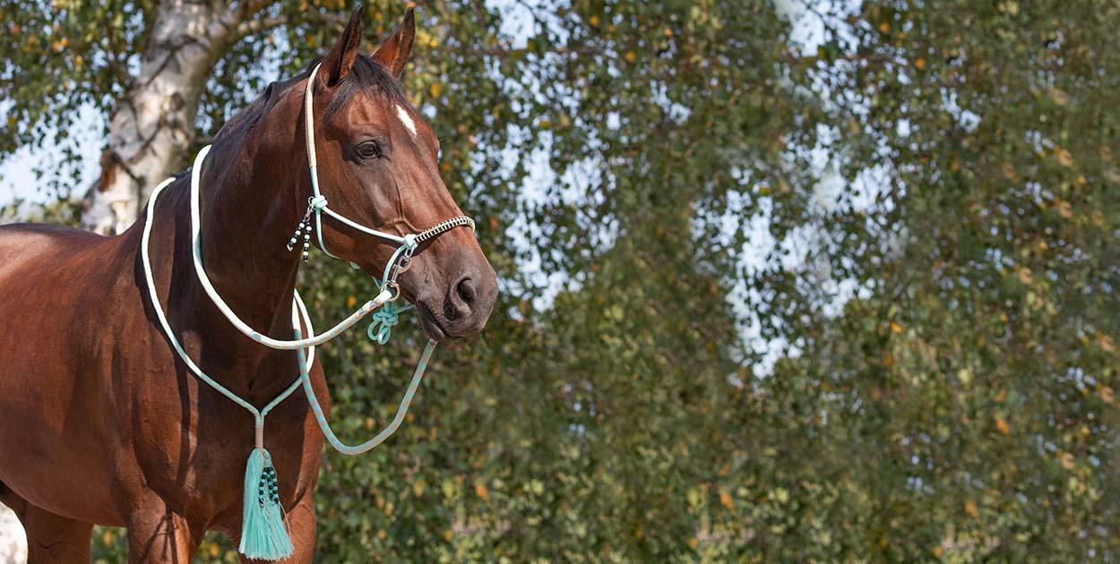 Rope halter combi Liberty