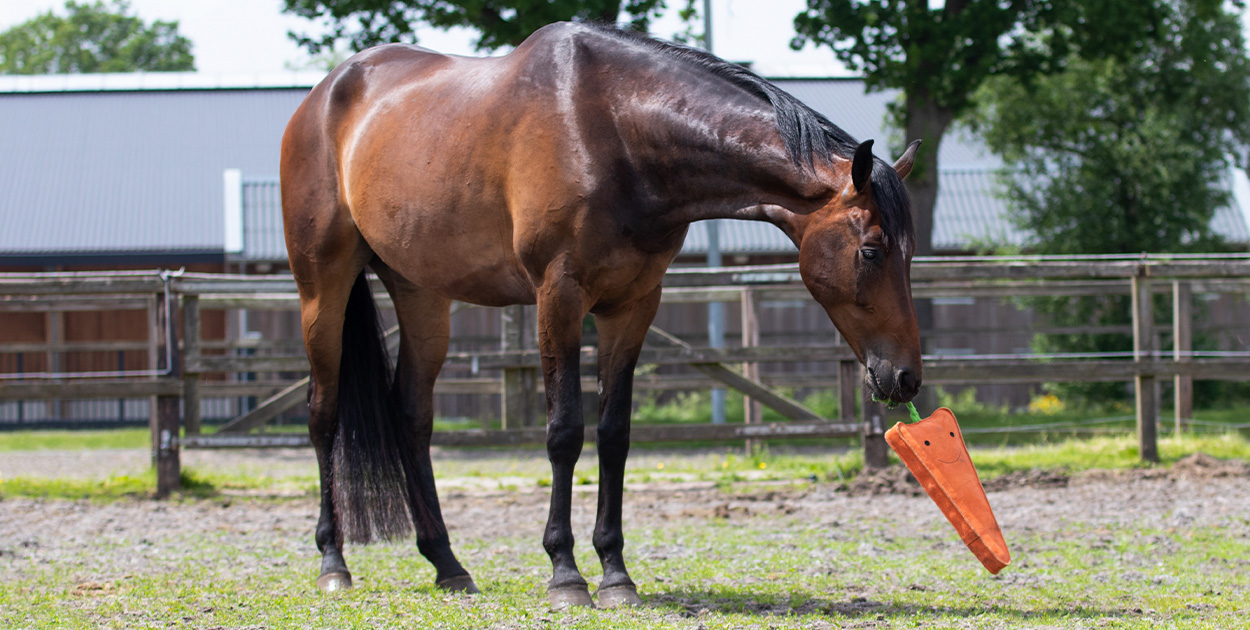 fun &amp; functional musthaves 