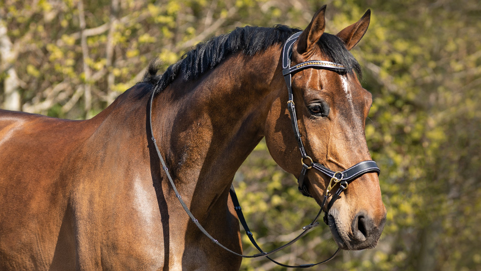 Bitless bridles