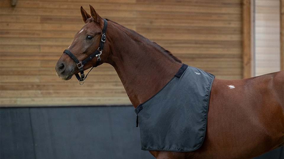 Protectors & accessories