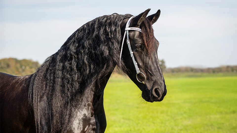 Friesian Friesian