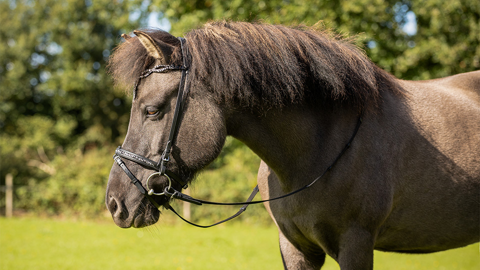 Icelandic horse Icelandic horse