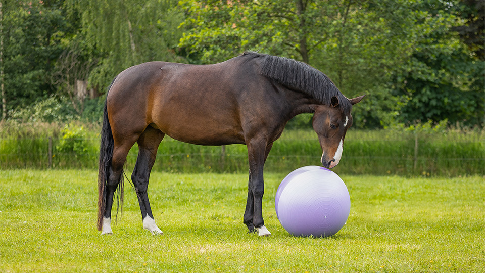 New horse