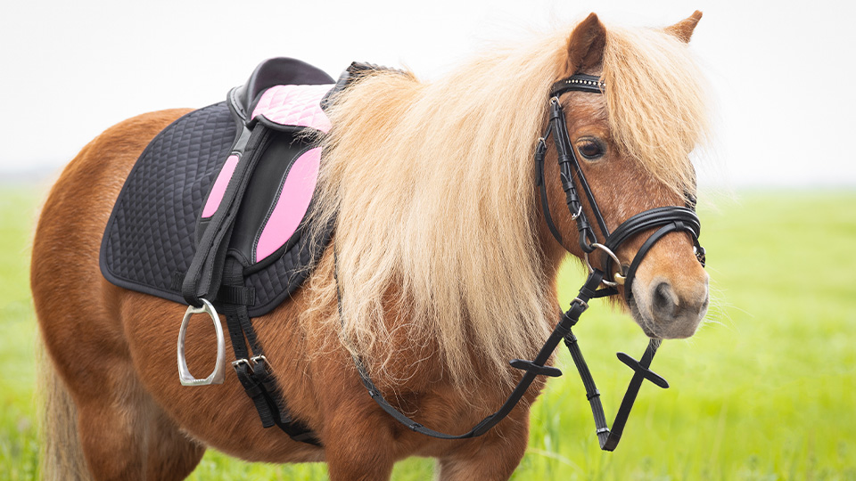 Pony saddles