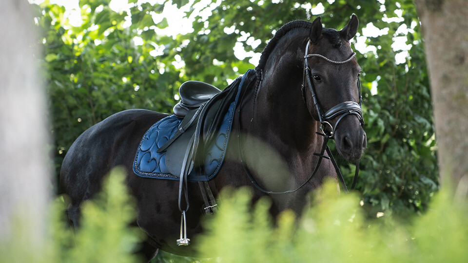 Breed line collection