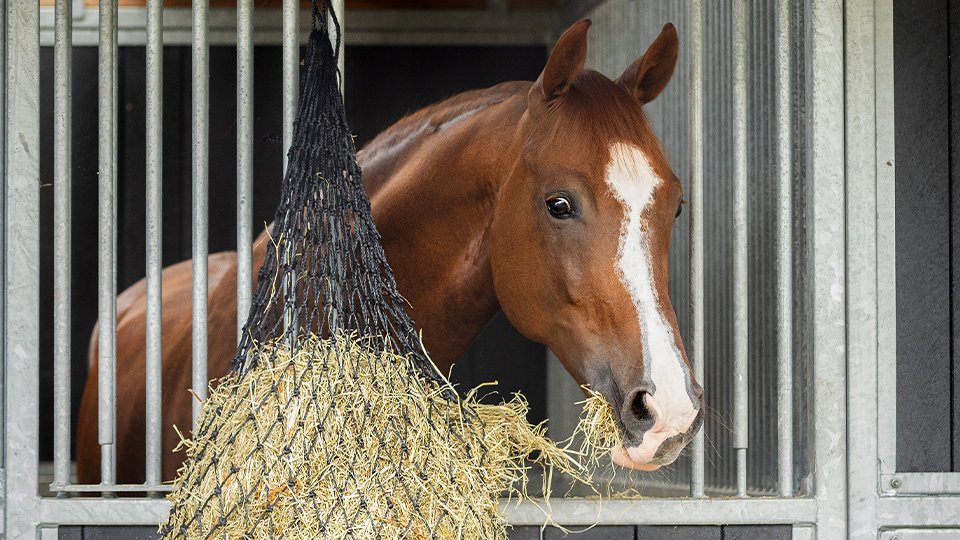 Basic articles summer 