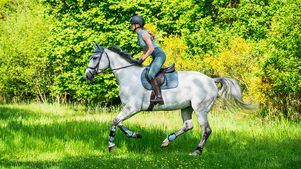 Horse summer 