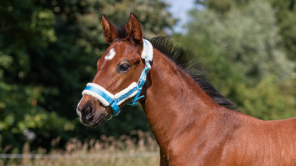 Head collars & Accessories Head collars & Accessories