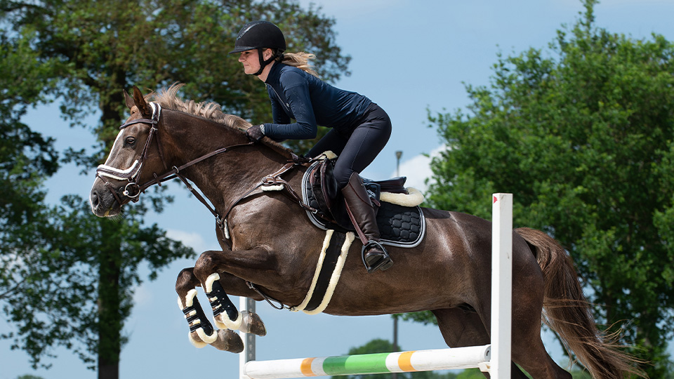 Jumping or all-purpose girths