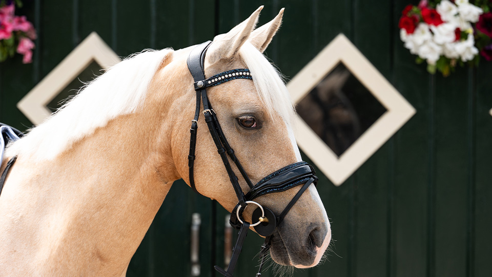 Bridles & Accessories