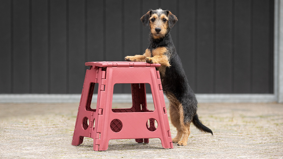 Stable & Pasture Stable & Pasture