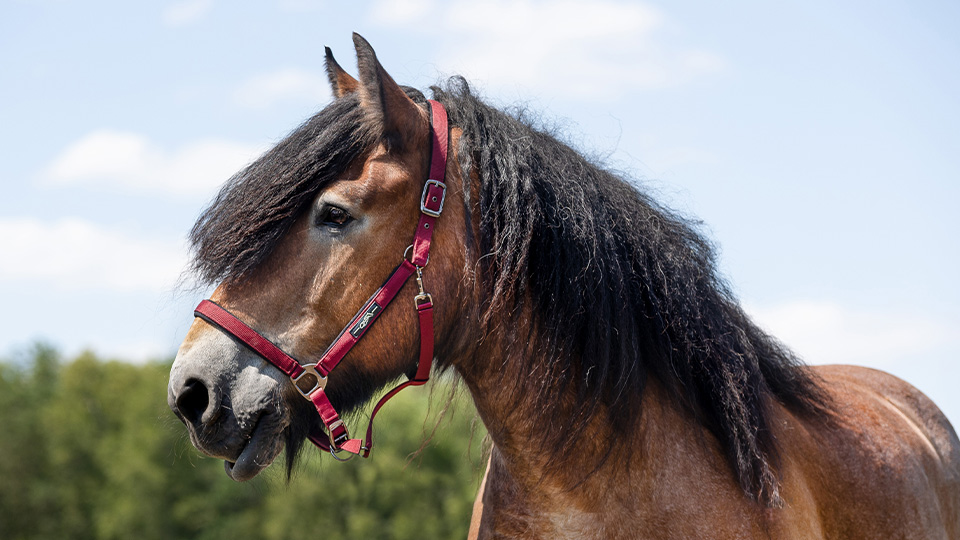 Draft horse Draft horse