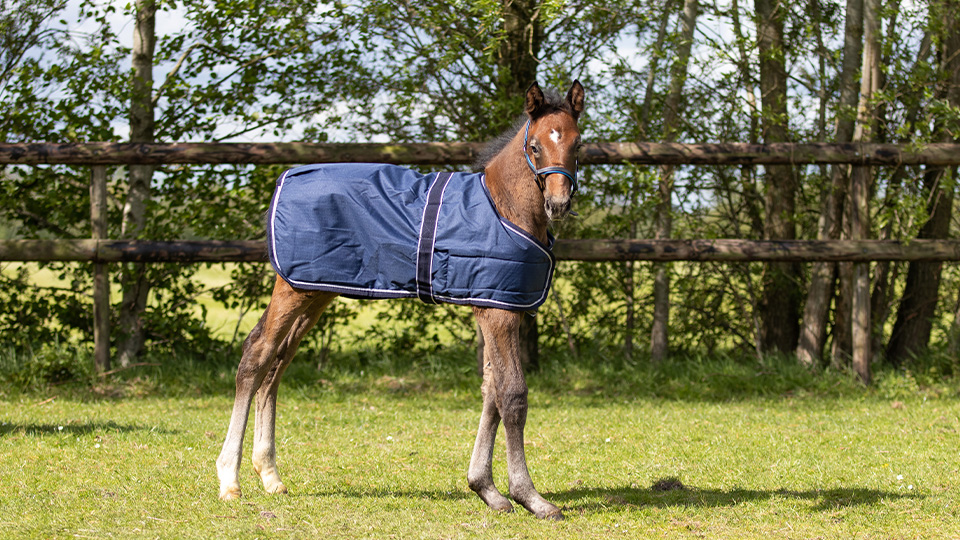 Foal rugs