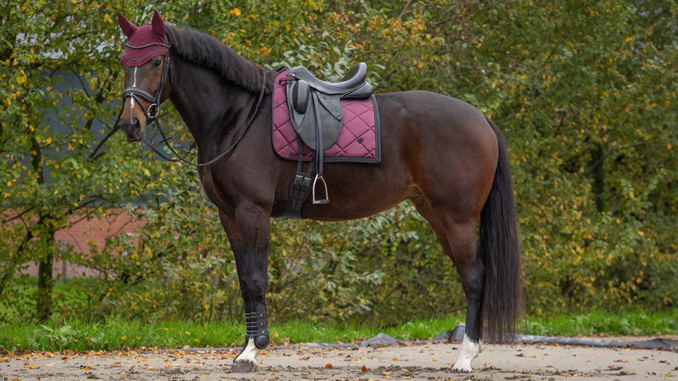 Saddles & Accessories Saddles & Accessories