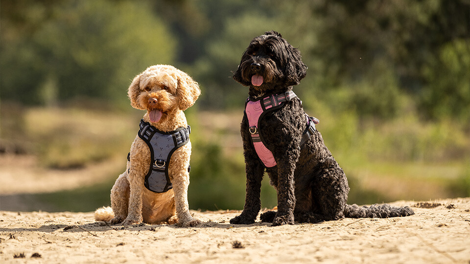 Dog collection Dog collection