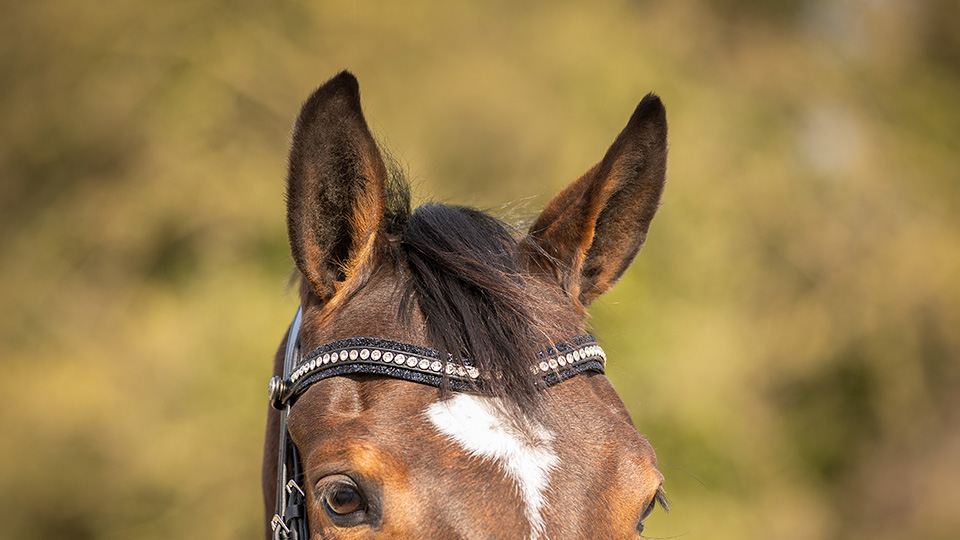 Browbands 