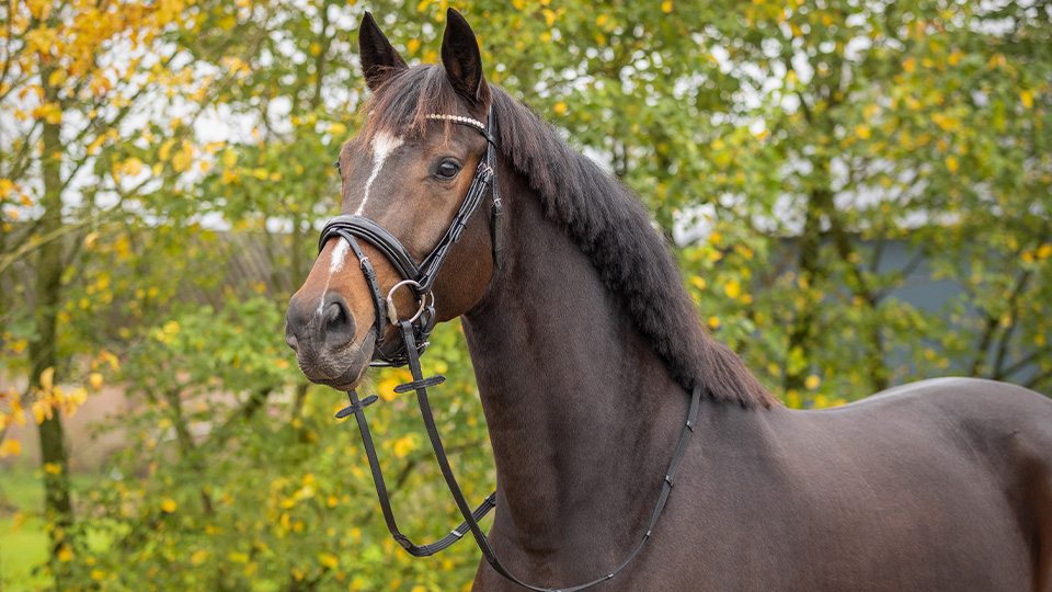 Bridles & Accessories