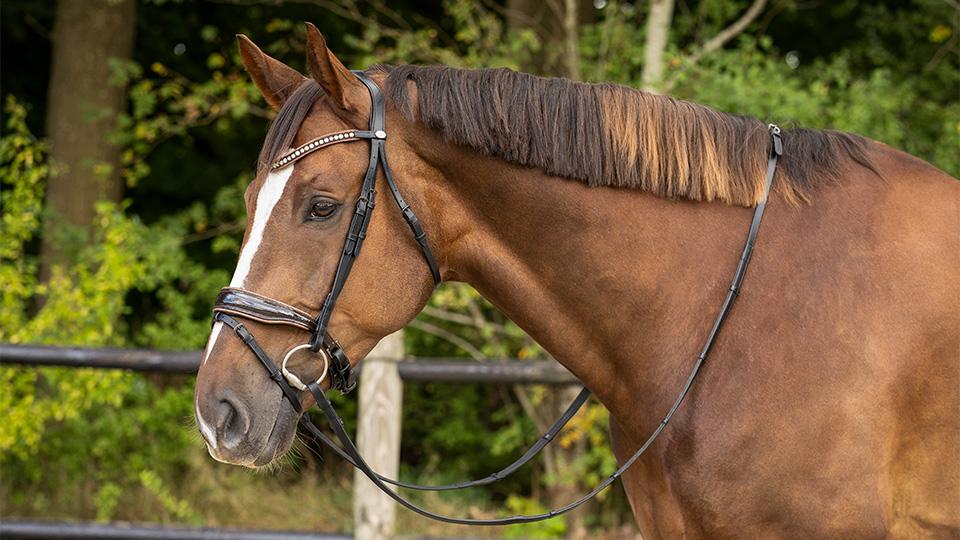 Bridles Bridles