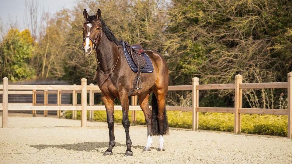 Saddle Pads & Accessories