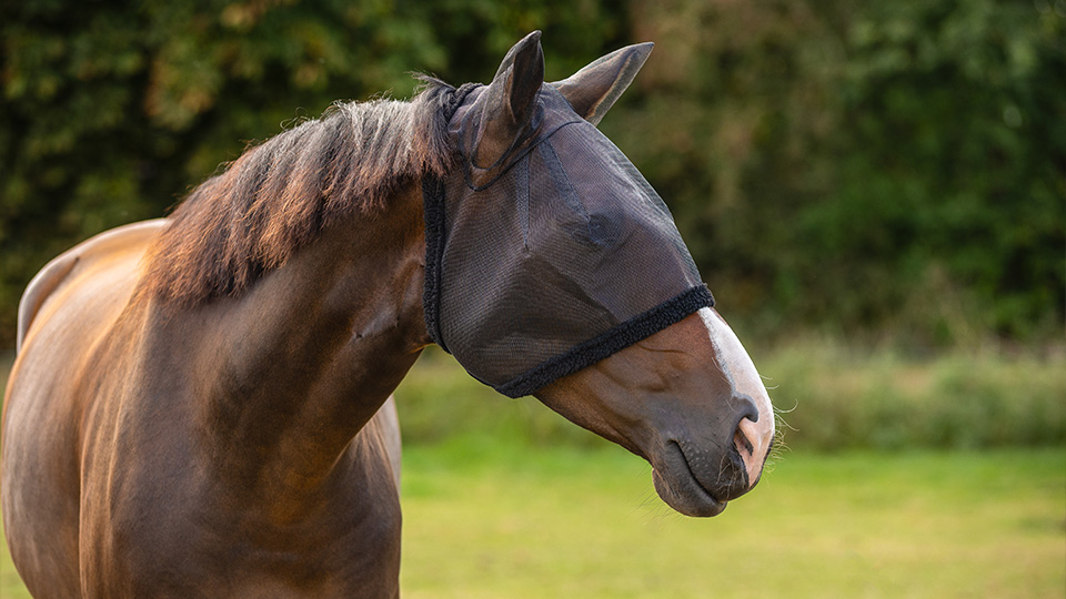 Fly protection & Accessories