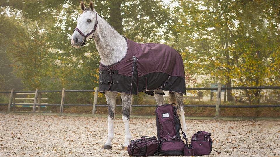 Rugs & Accessories Rugs & Accessories