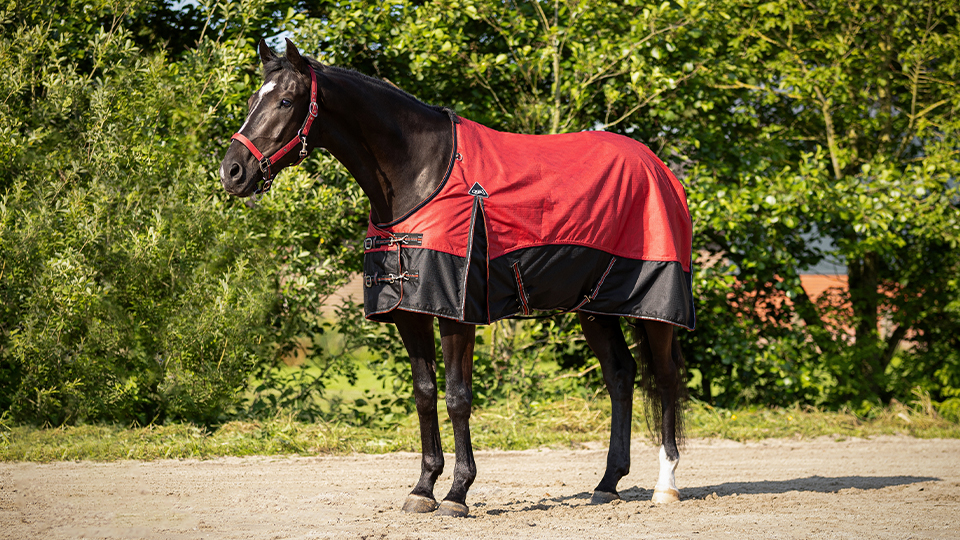 Summer Rugs Summer Rugs