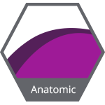 Anatomic