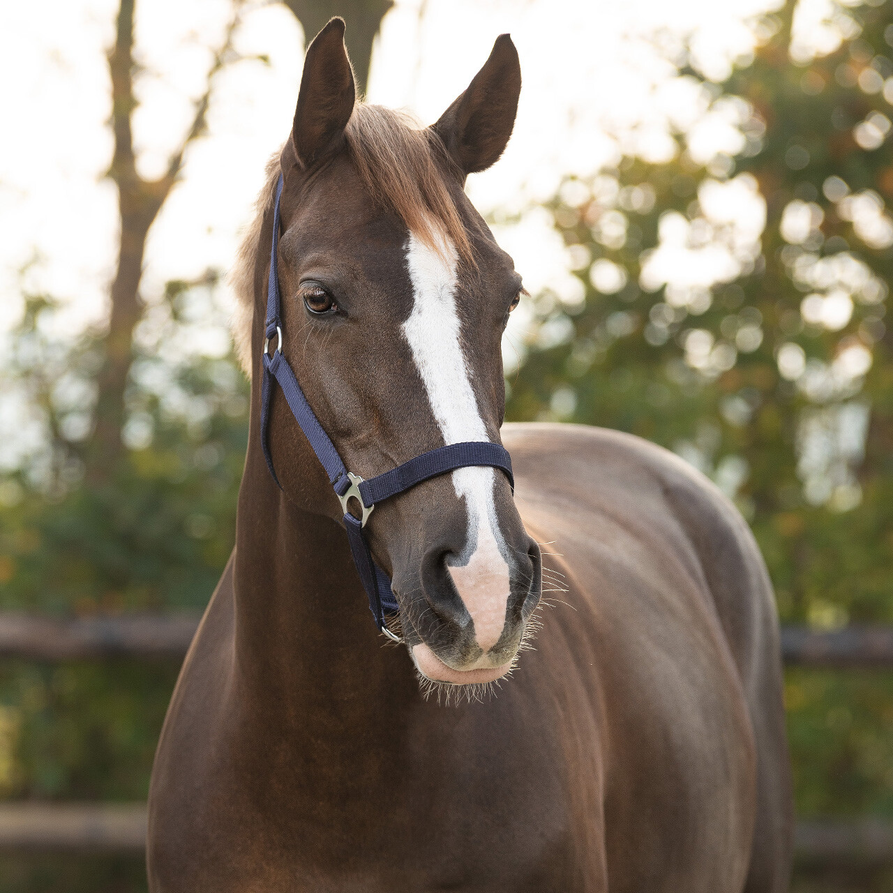 Head collar slide
