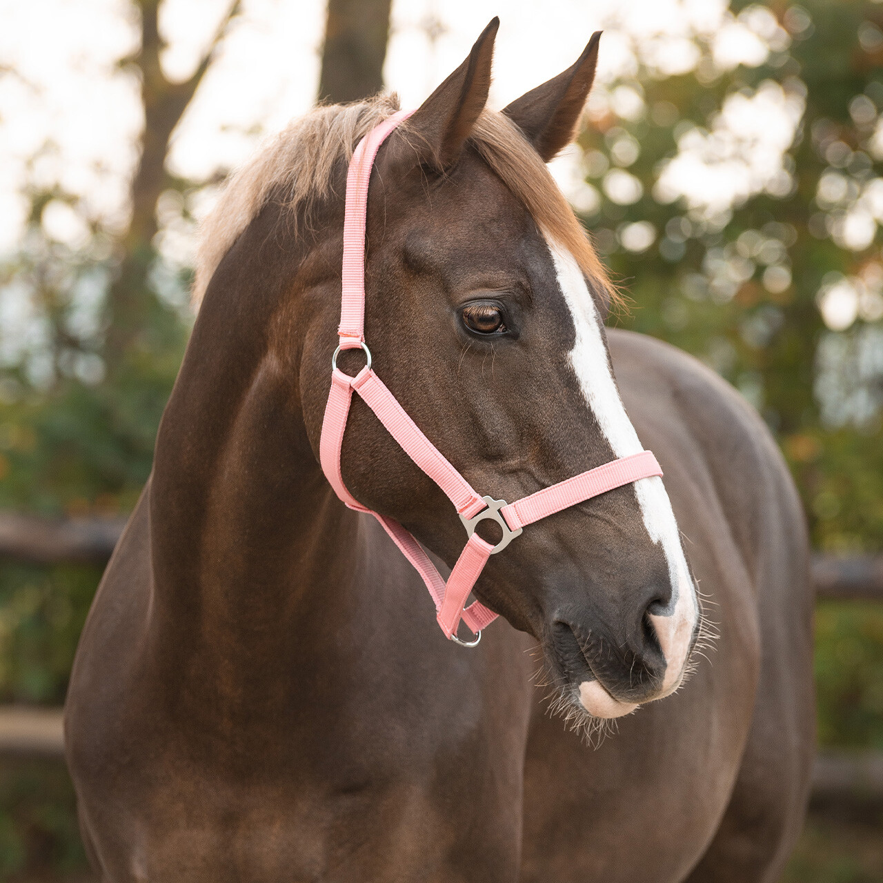 Head collar slide
