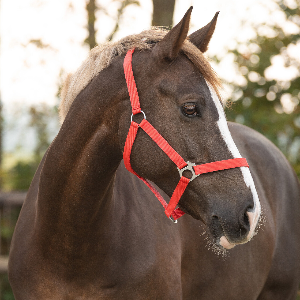 Head collar slide
