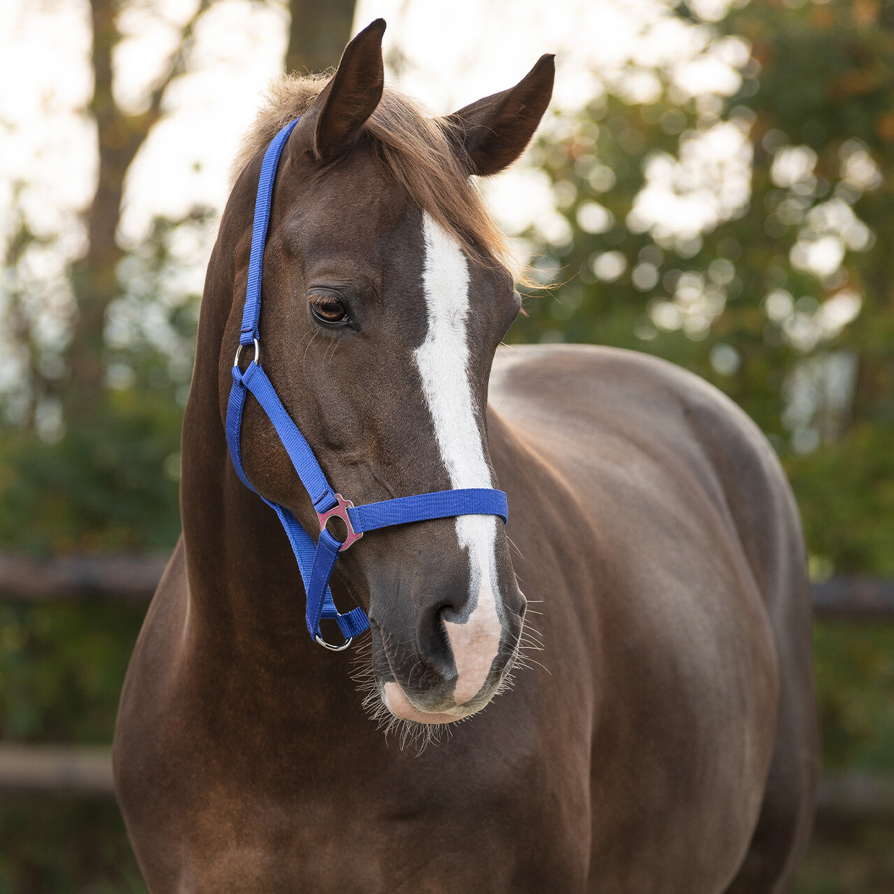 Head collar slide