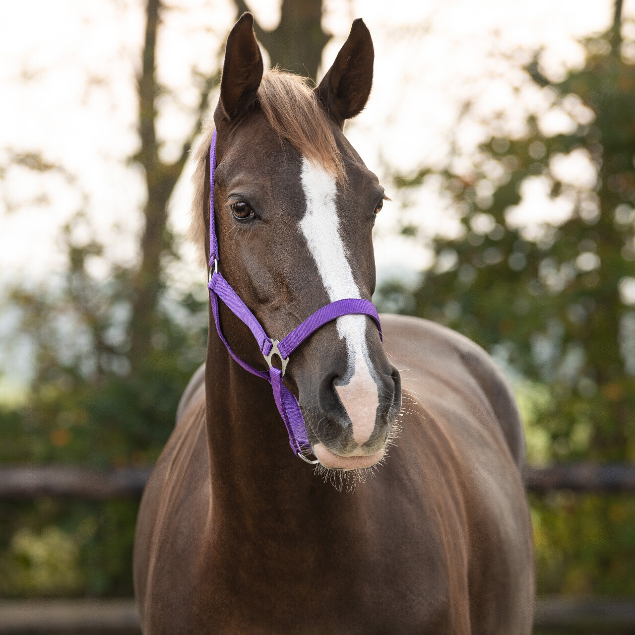 Head collar slide