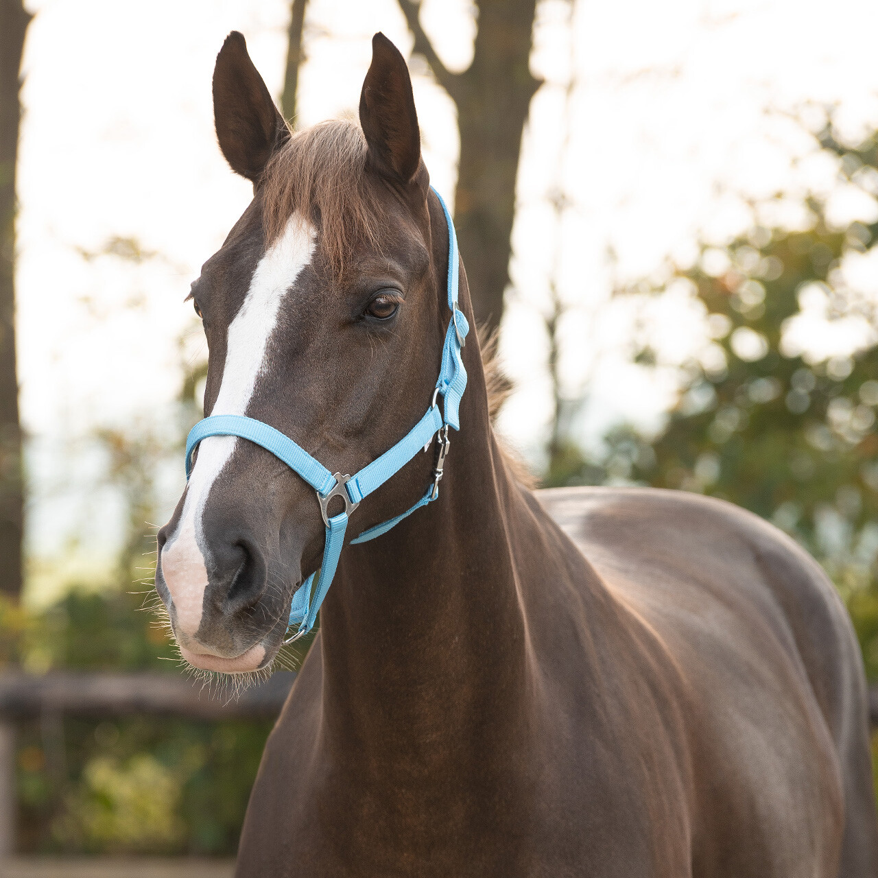 Head collar slide