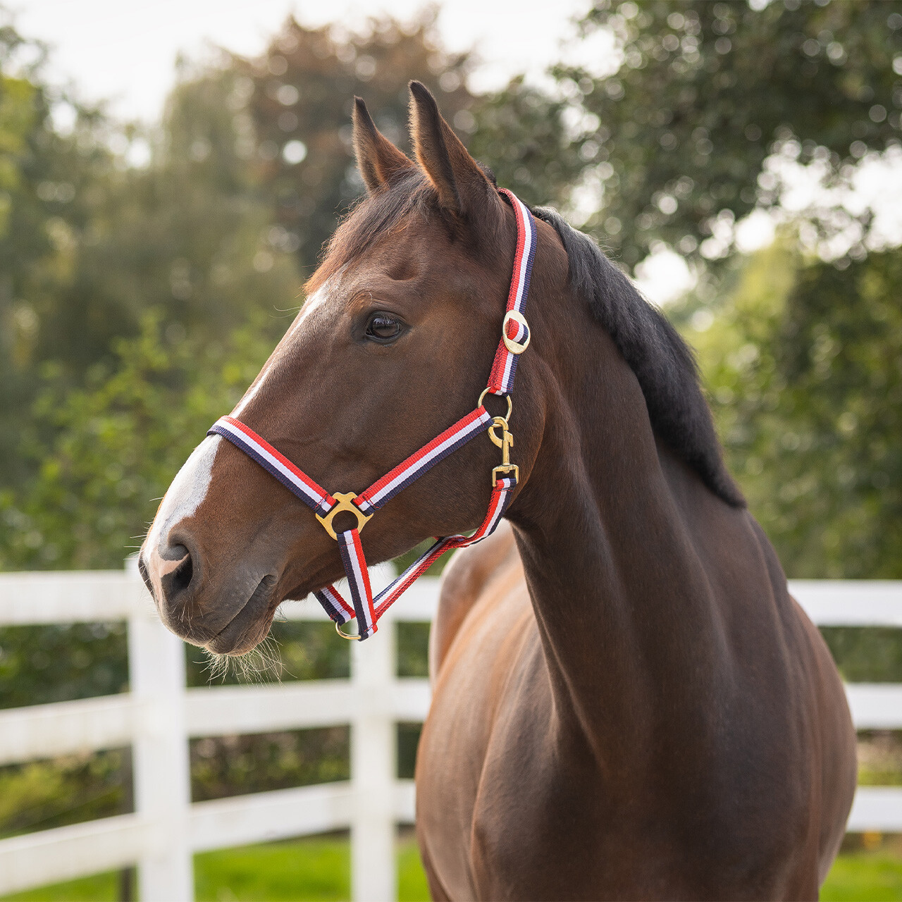 Head collar Red/White/Blue