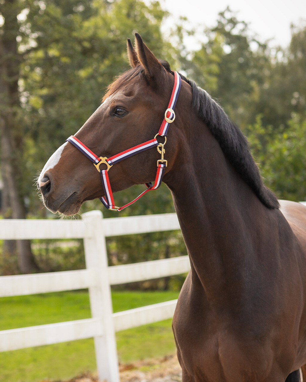 Head collar Red/White/Blue