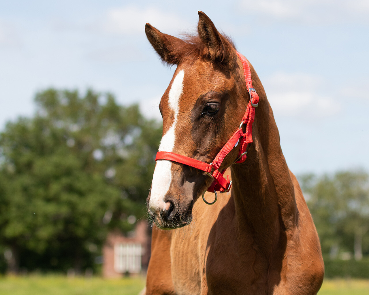 Head collar foal