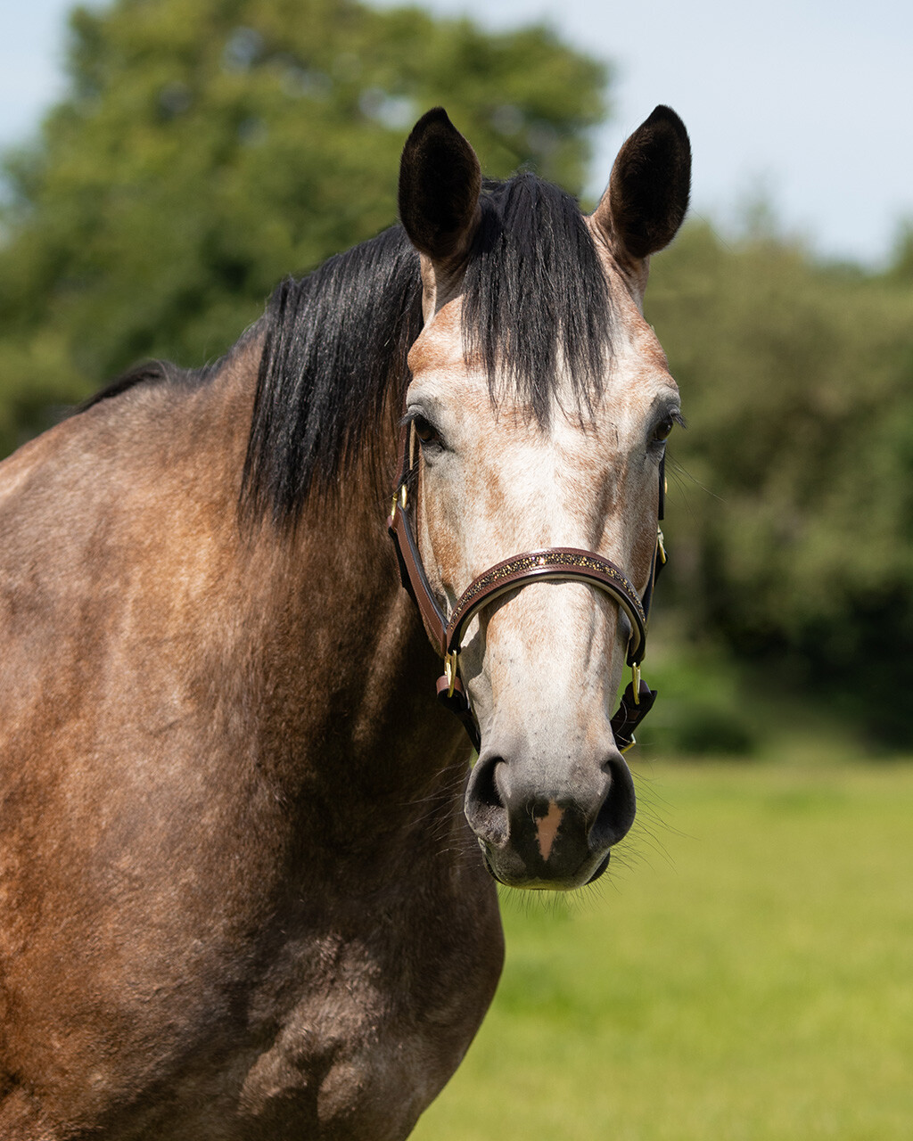 Head collar leather Lupine