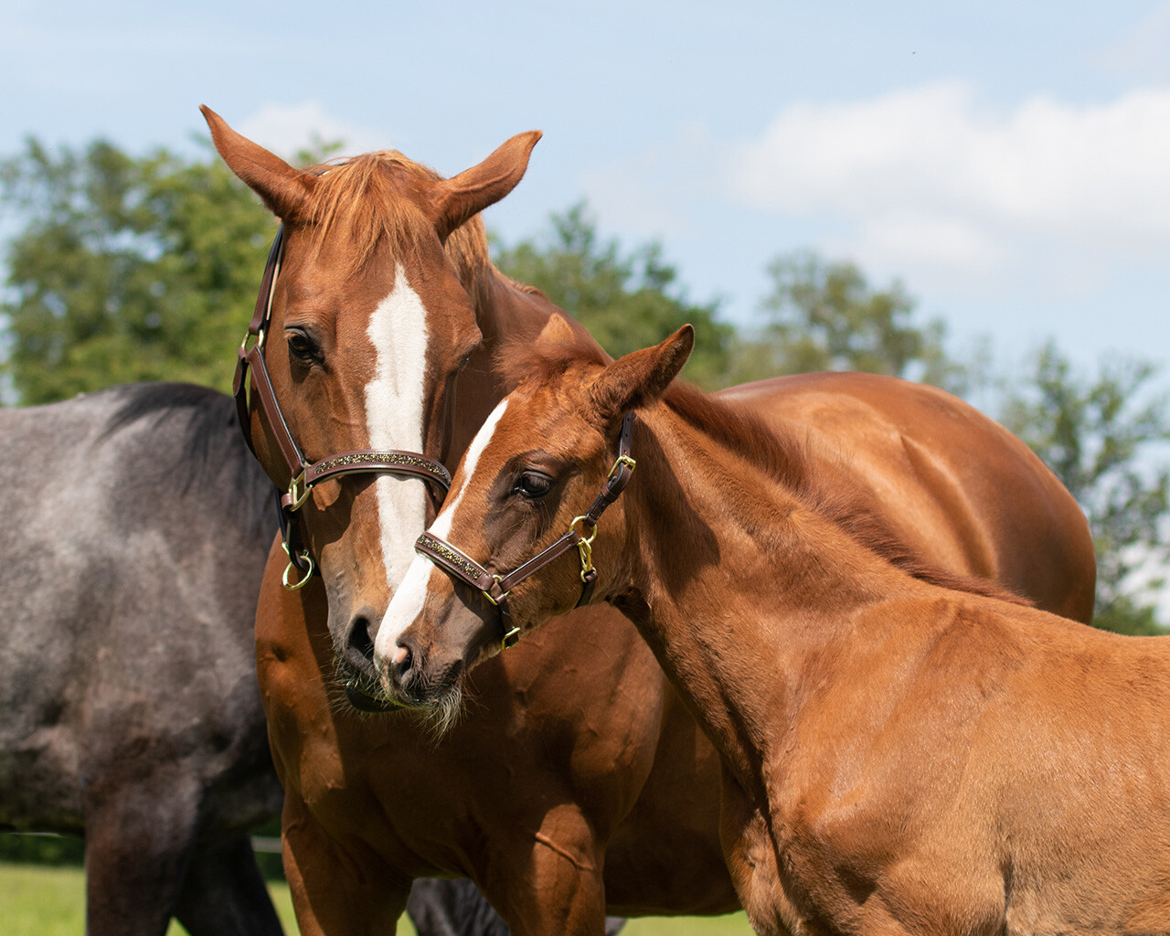 Head collar leather Lupine