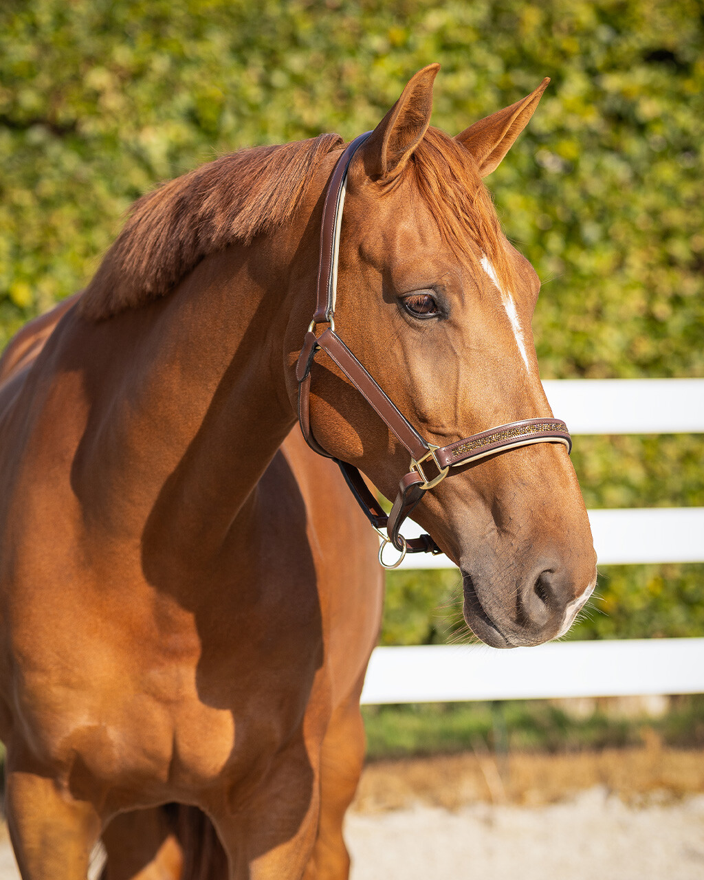 Head collar leather Lupine