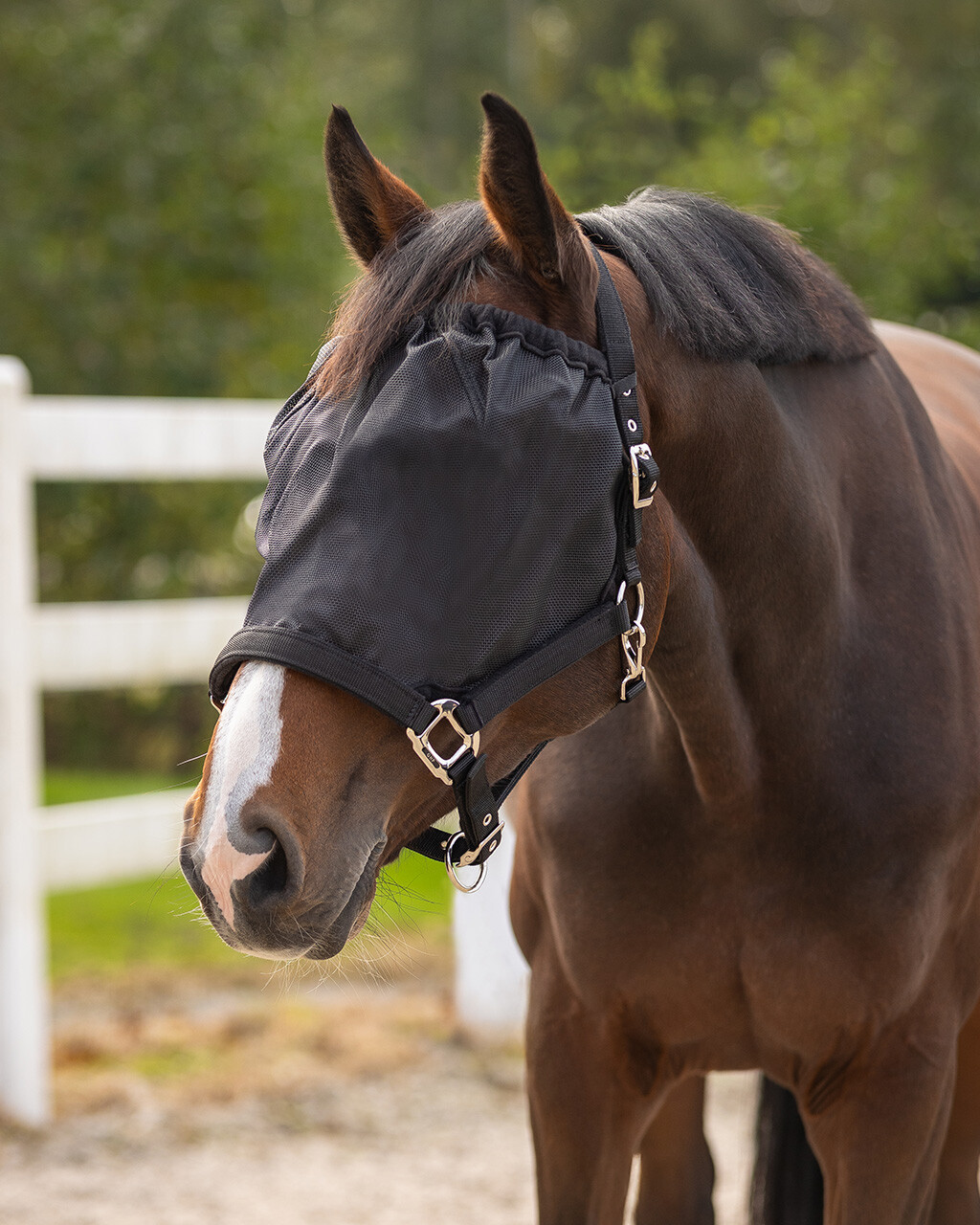 Halter-fly mask combi
