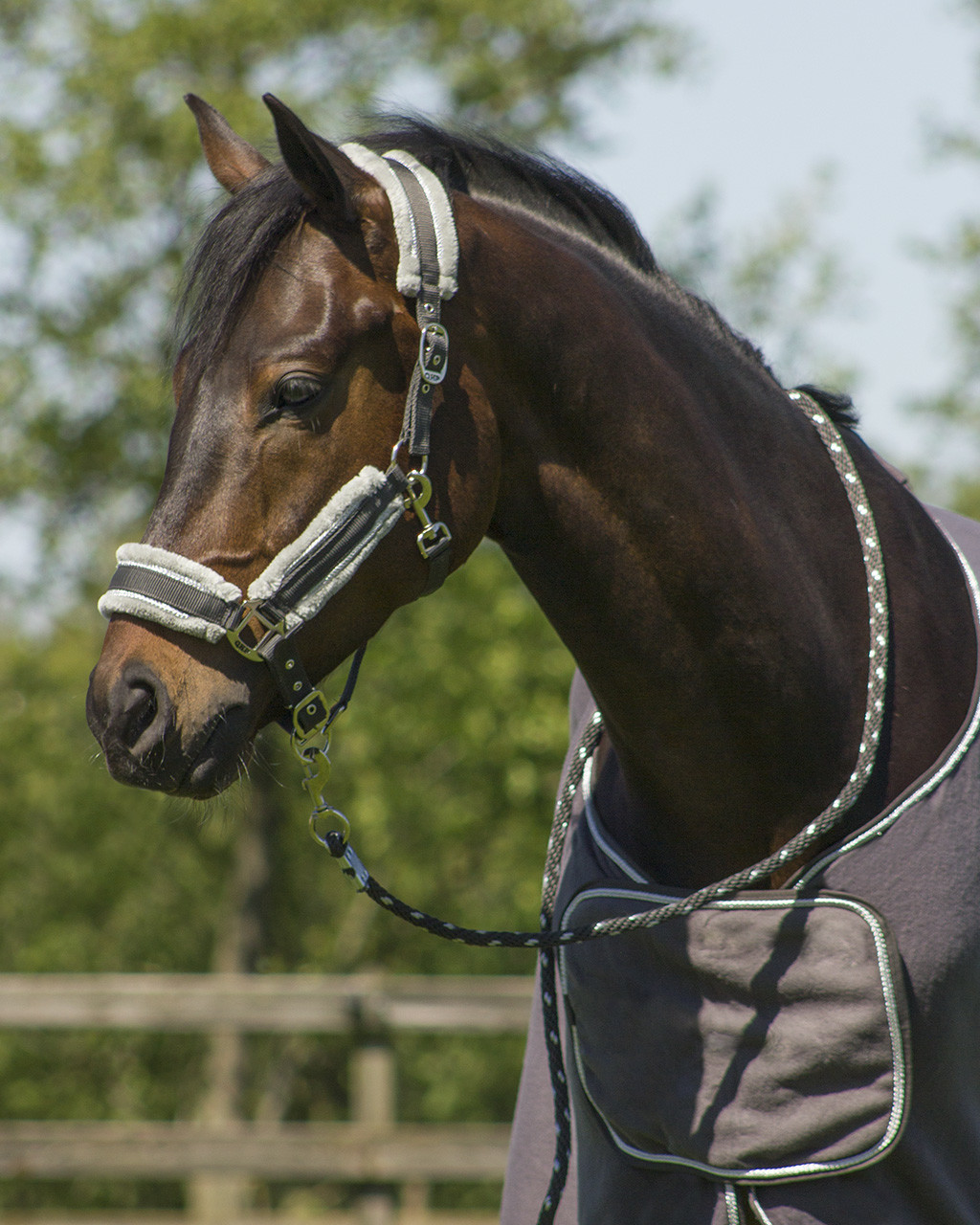 Head collar set Dolci