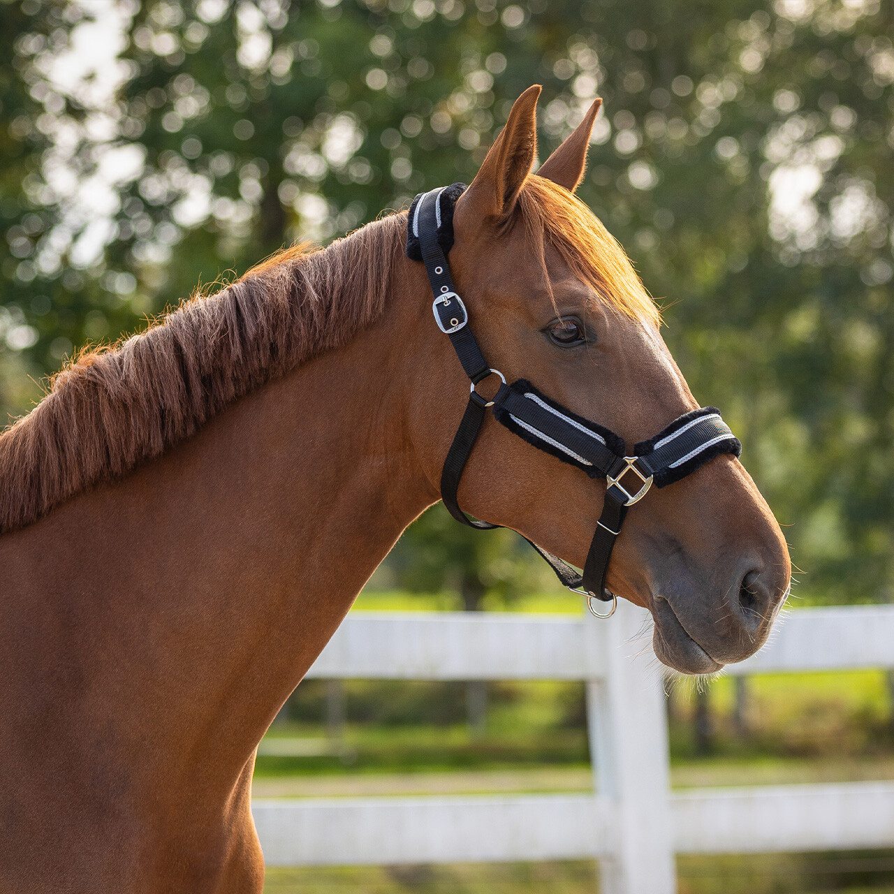 Head collar set Dolci