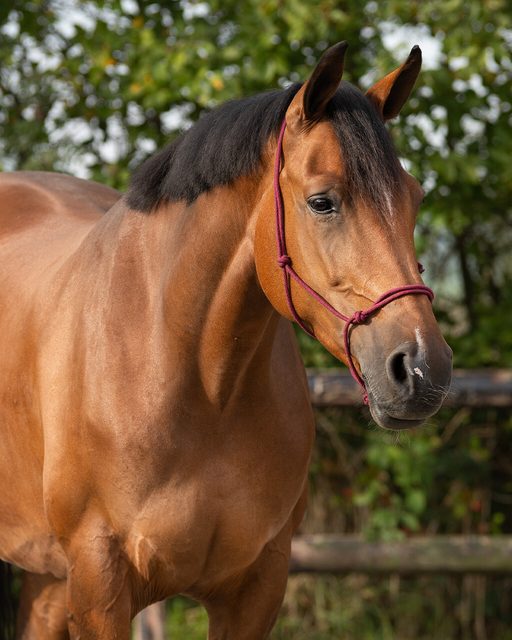 Rope halter basic