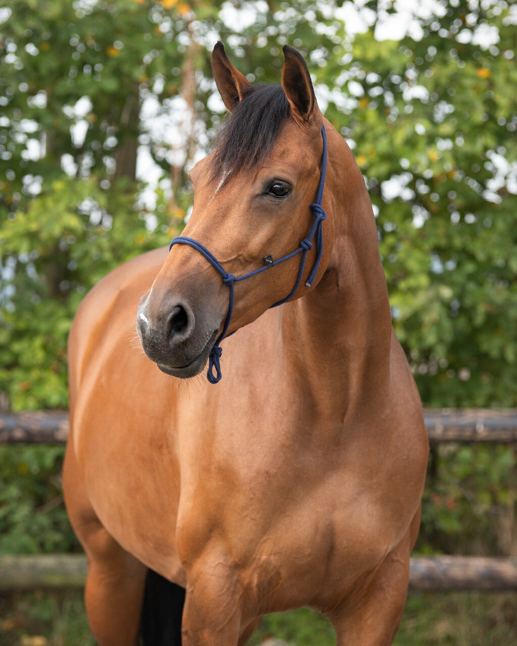 Rope halter basic