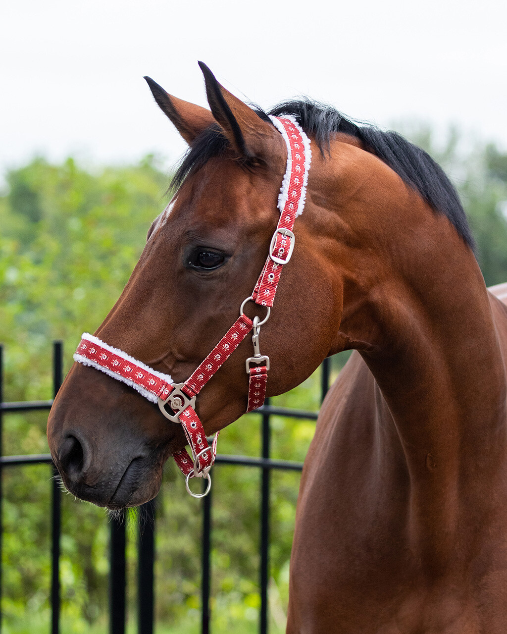 Head collar Christmas