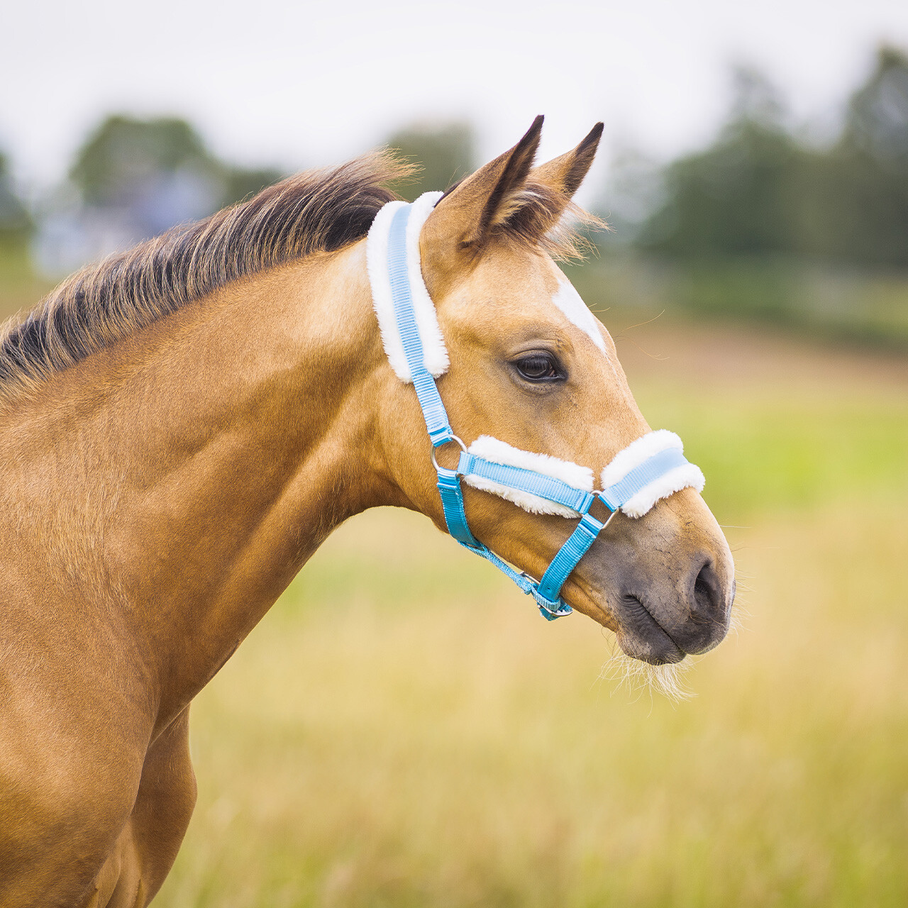 Head collar foal with fur