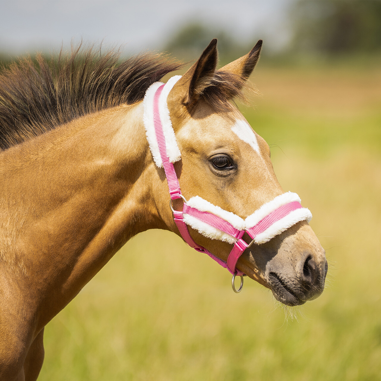 Head collar foal with fur