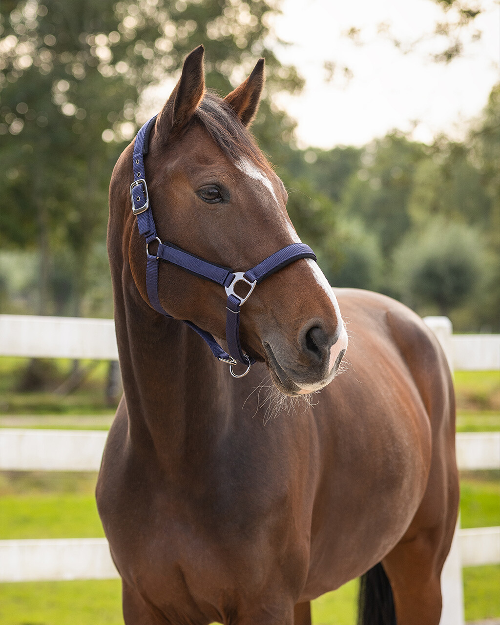 Head collar Deluxe (presale)