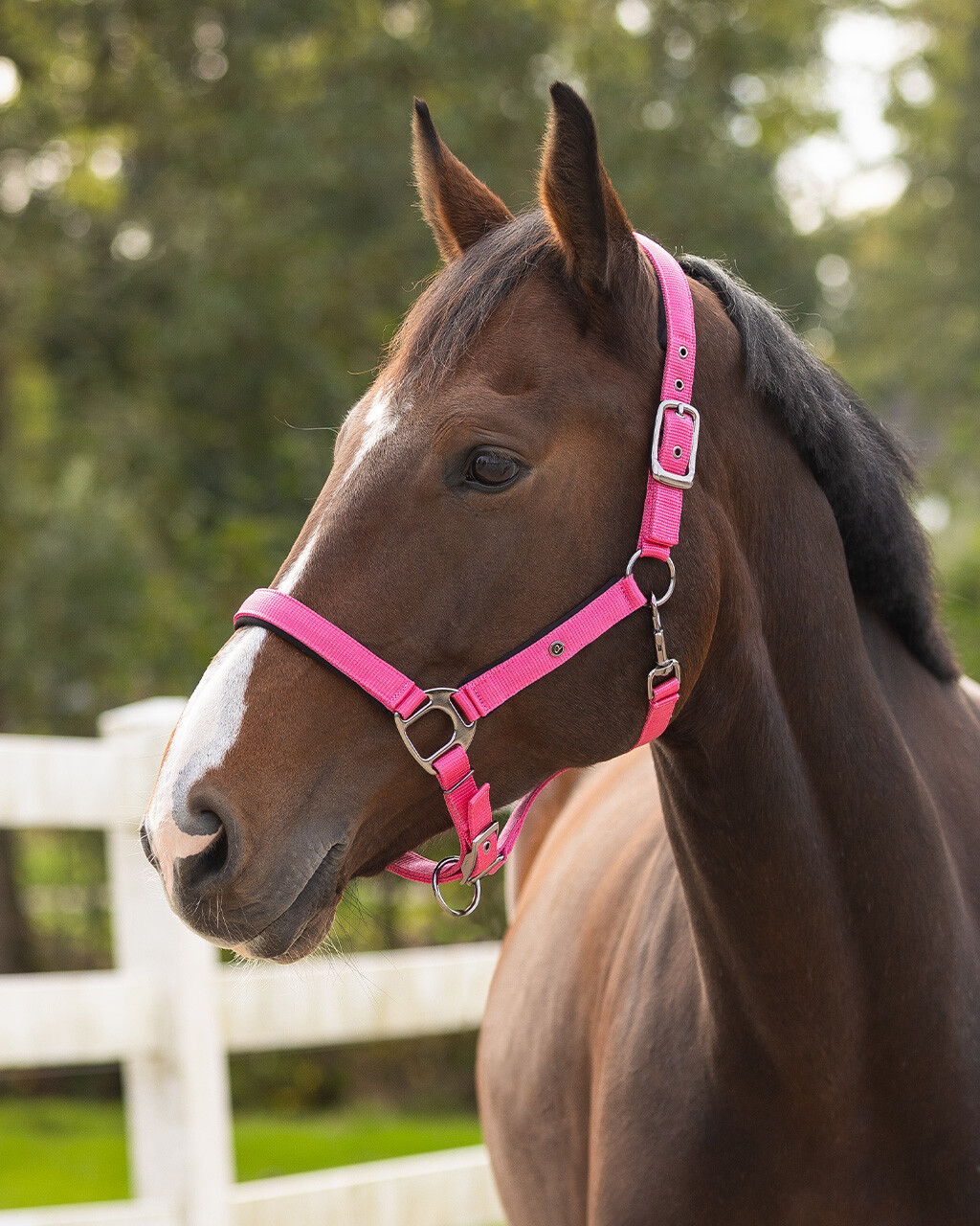 Head collar Deluxe