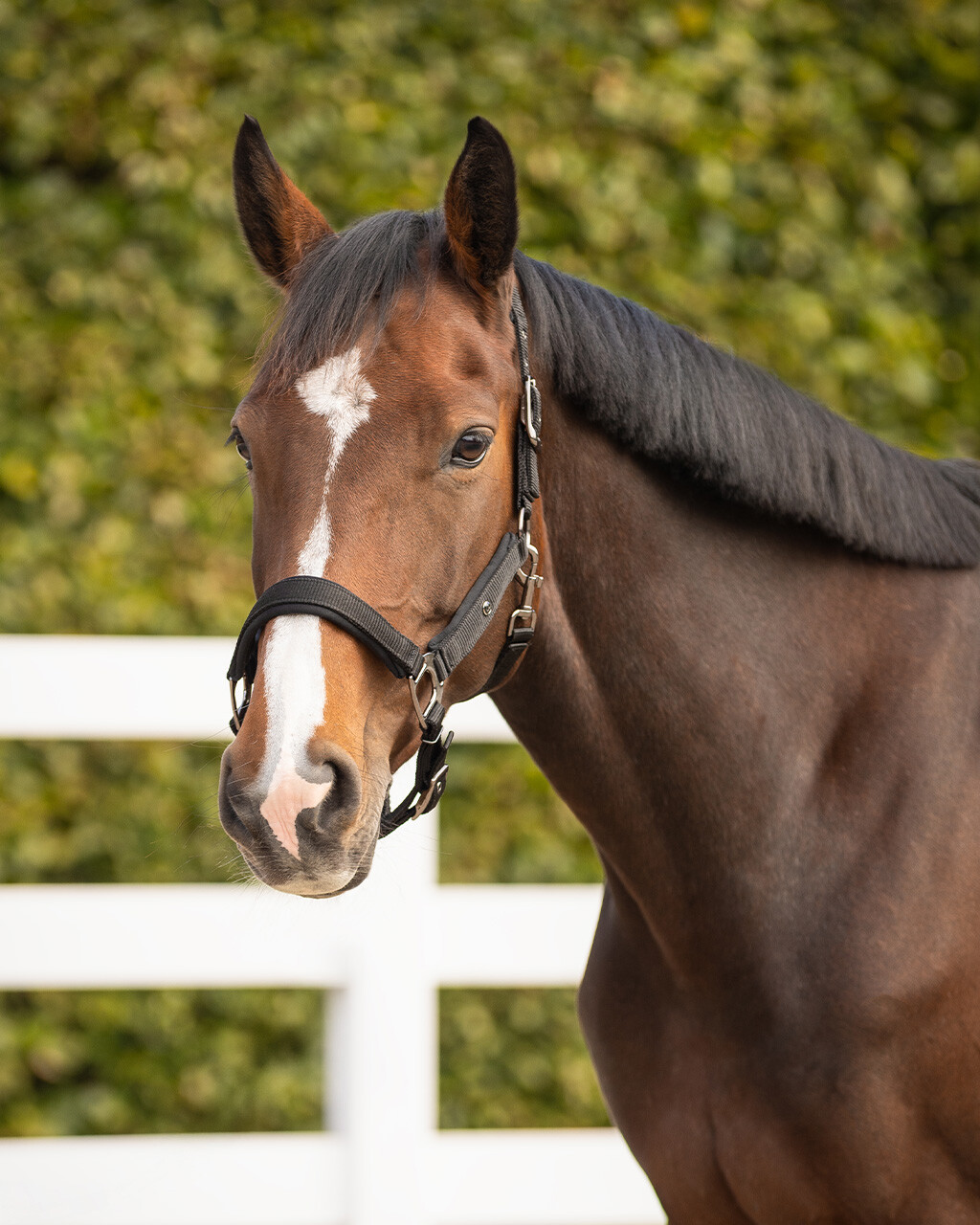 Head collar Deluxe (presale)